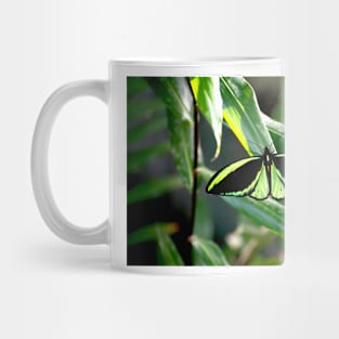 Cairns Birdwing Mug